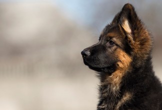 Bild von German shepherd puppy outdoors