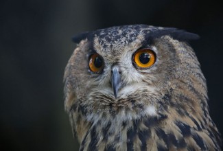 Pilt Portrait of an owl