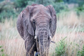 Obrázok z Elephant standing in the high grass