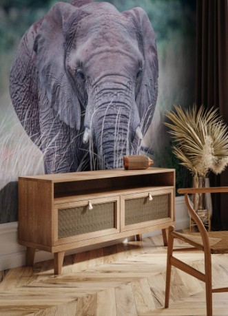 Image de Elephant standing in the high grass