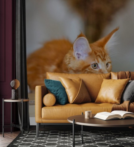 Afbeeldingen van Love for cats Chic red cat Maine Coon Animal protection