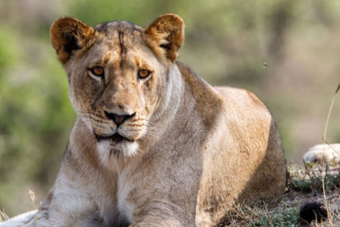 Picture of Portrait of a female lion in Sabi Sands Game Reserve in the Greater Kruger Region in South Africa