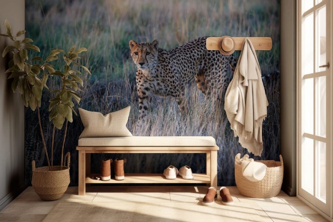 Picture of Cheetah hunting in the last light of the day in the Tiger Canyons Game Reserve in South Africa