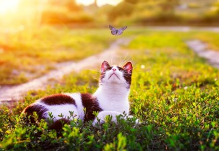 Afbeeldingen van Portrait of a cute striped cat lying in the grass in a Sunny meadow and looking at a beautiful little blue butterfly flying overhead on a clear summer day in the village