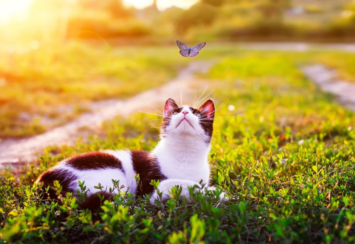 Afbeeldingen van Portrait of a cute striped cat lying in the grass in a Sunny meadow and looking at a beautiful little blue butterfly flying overhead on a clear summer day in the village