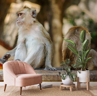 Afbeeldingen van Monkey Wildlife