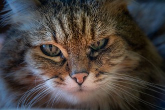 Image de Icchi di gatto