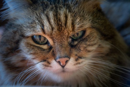 Bild på Icchi di gatto