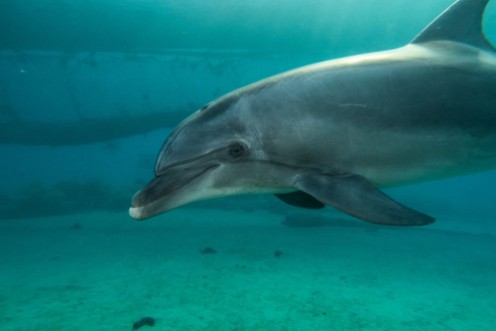 Afbeeldingen van Dolphin side view