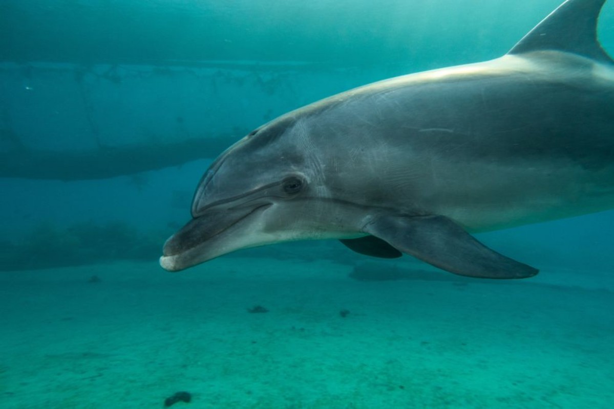 Picture of Dolphin side view