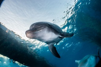 Picture of Dolphin Close-up I