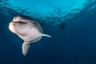 Slika Kisses Dolphin