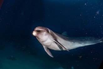 Afbeeldingen van Dolphin friend