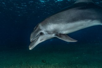Immagine di Dolphin Side-profile