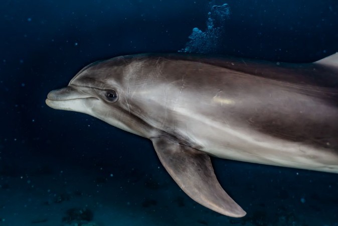 Picture of Dolphin swimming with divers in the Red Sea Eilat Israel