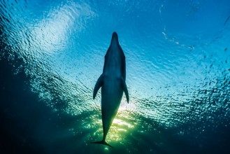 Imagen de Dolphin down view