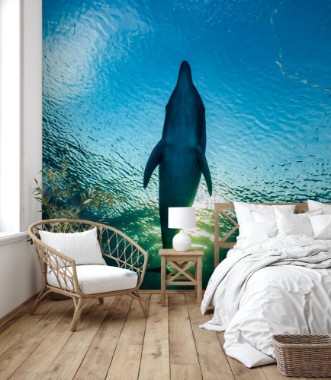 Afbeeldingen van Dolphin down view