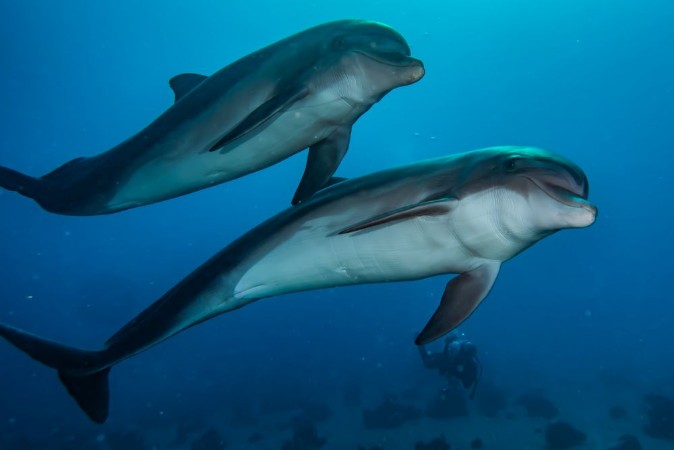 Picture of Dolphins swimming in the Red Sea Eilat Israel 