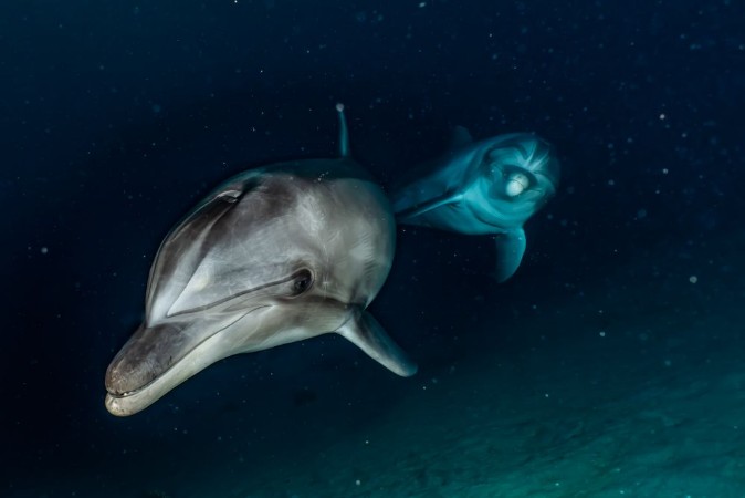 Picture of Dolphin deeps