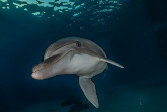 Image de Dolphin Close-up II