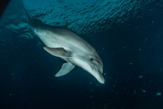 Image de Dark water Dolphin