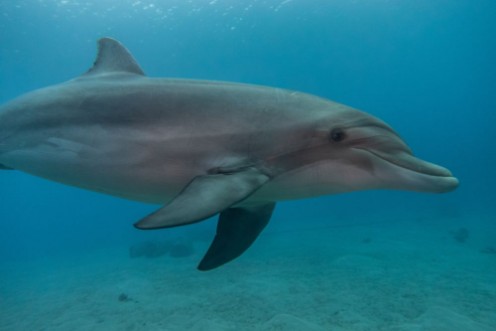 Dolphin swimming in the Red Sea Eilat Israel photowallpaper Scandiwall