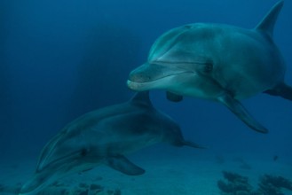 Image de Dolphin deeps II