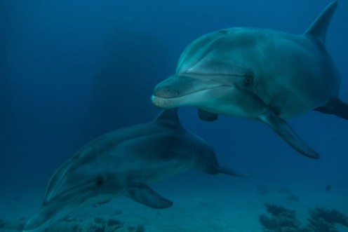 Dolphins swimming in the Red Sea Eilat Israel  photowallpaper Scandiwall