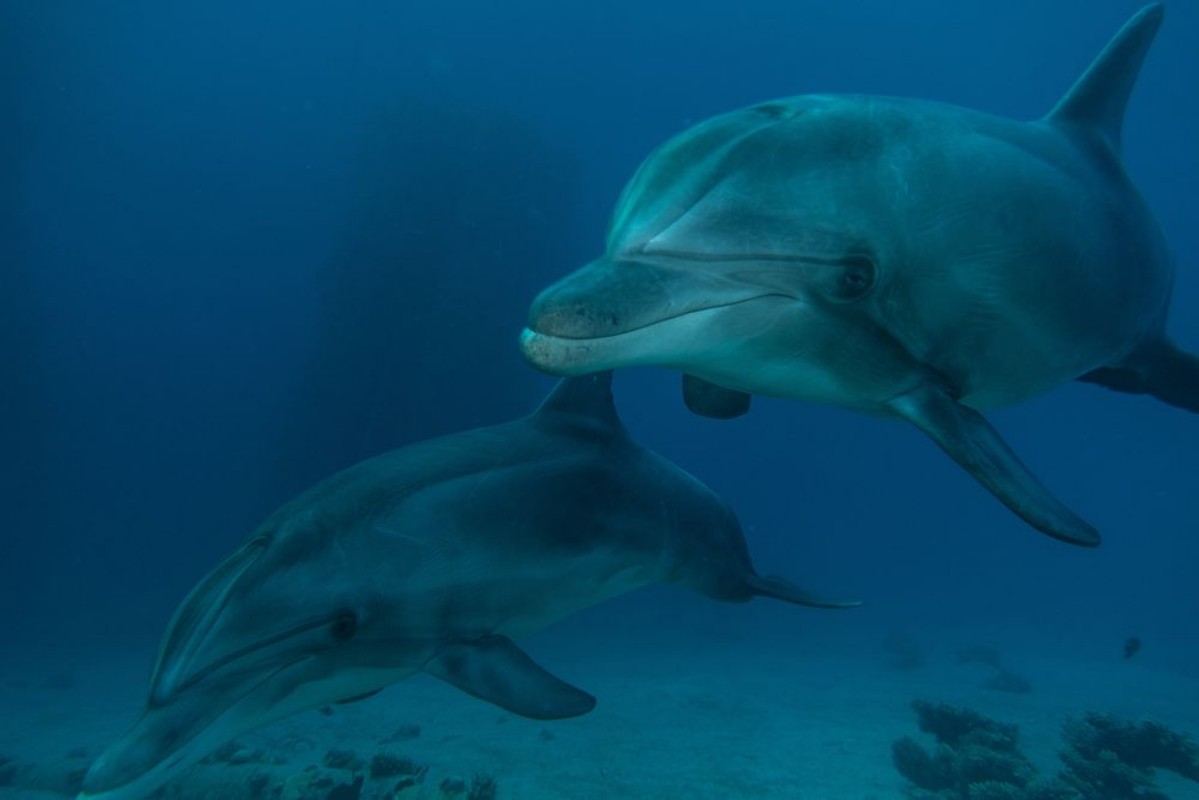 Picture of Dolphin deeps II
