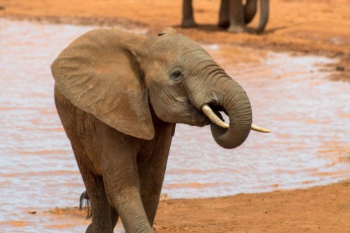 Picture of Elephant in water National park of Kenya