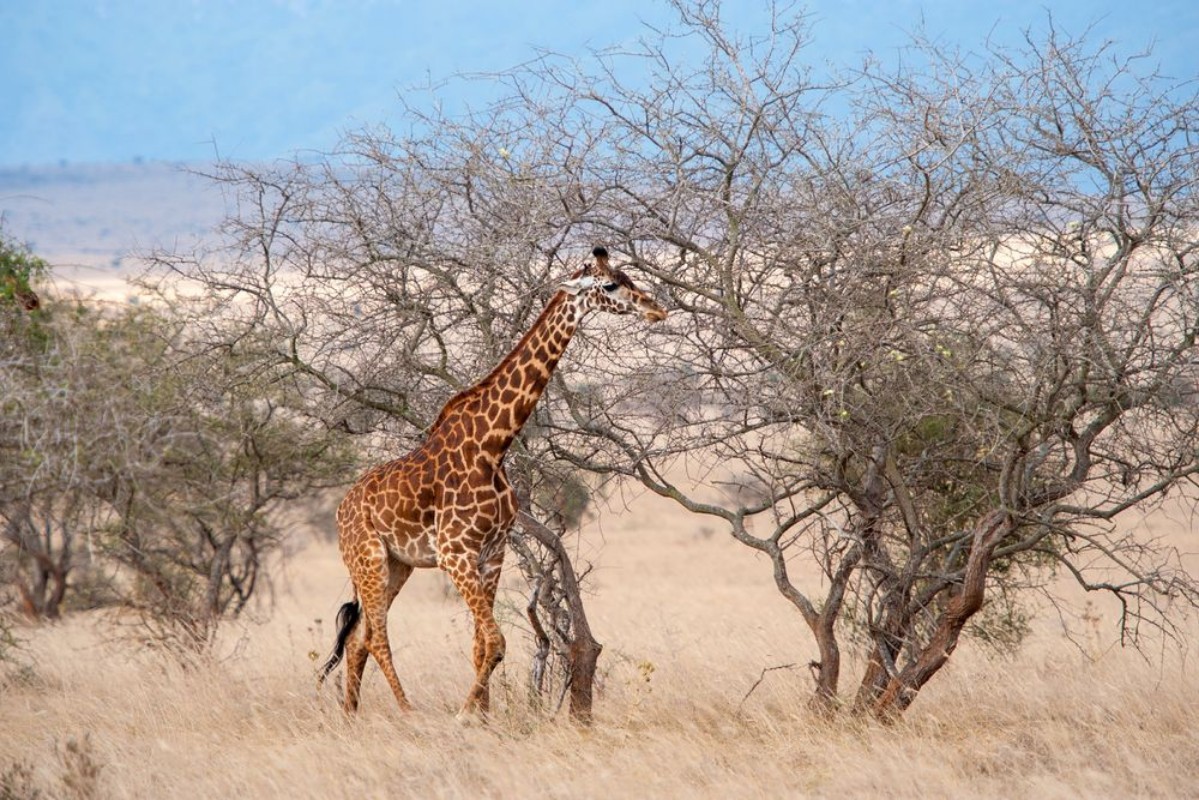 Image de Giraffe in National park of Kenya