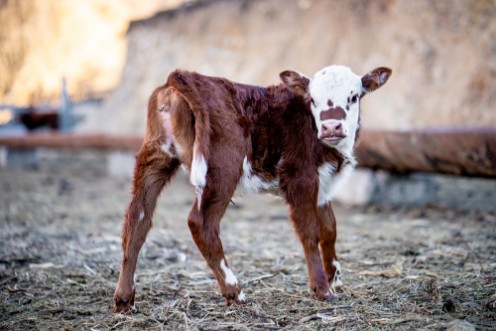 Afbeeldingen van Calf on the farm 
