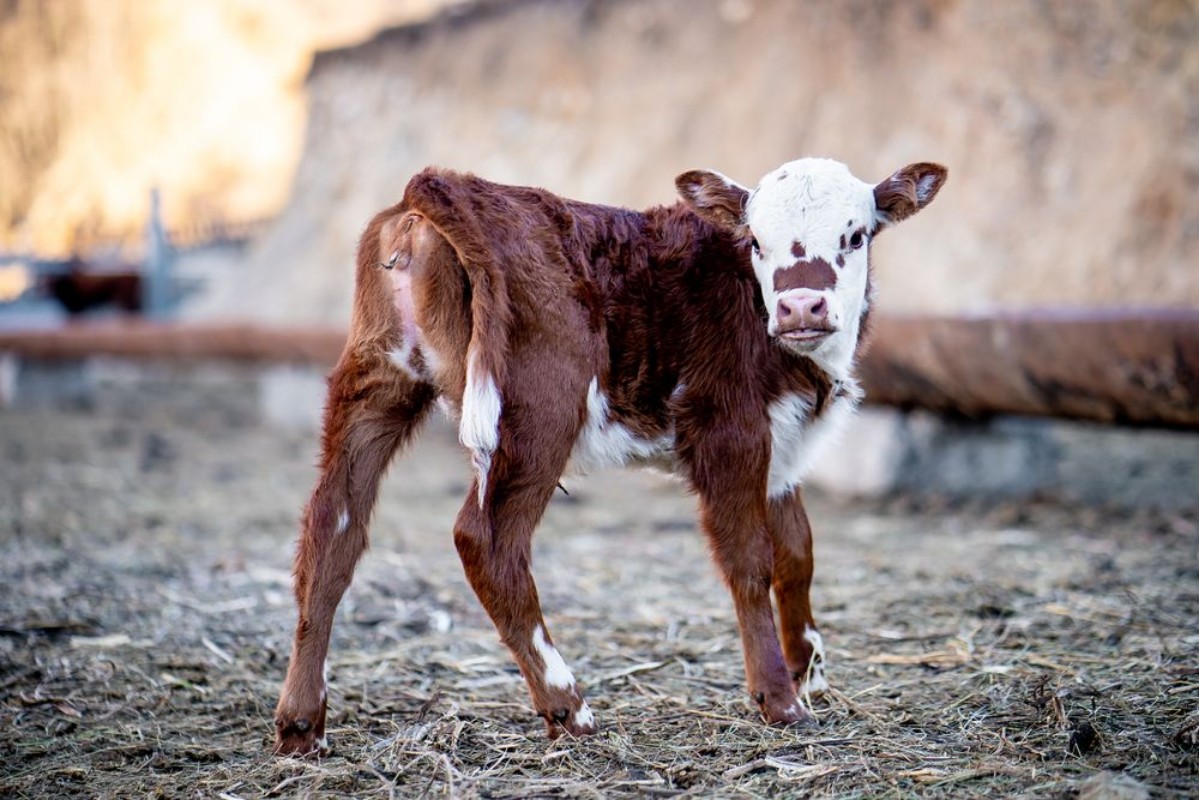 Afbeeldingen van Calf on the farm 
