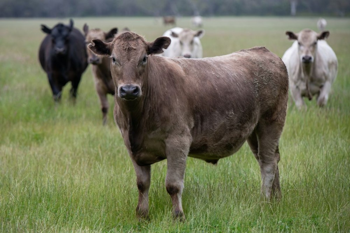 Picture of Intense Cows