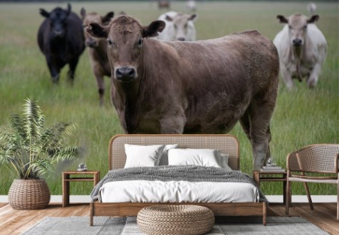 Picture of Intensiiviset lehmät