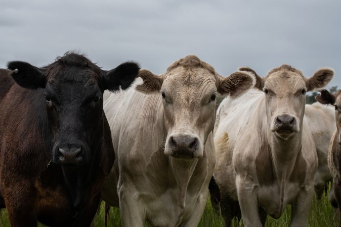 Picture of Angus Cow and steers in a field eating grass