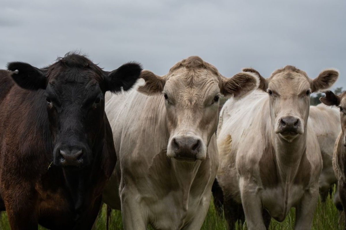 Picture of Angus Cow and steers in a field eating grass