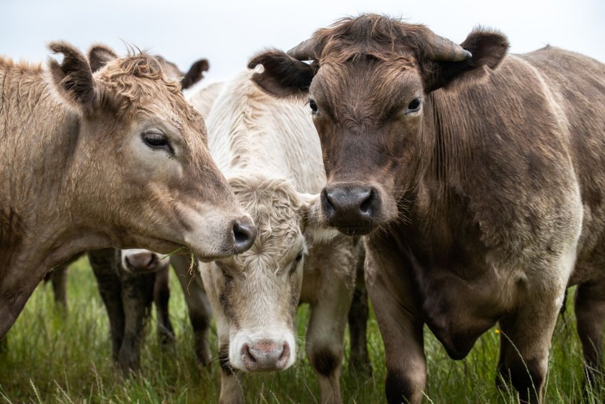 Afbeeldingen van Angus Cow and steers in a field eating grass