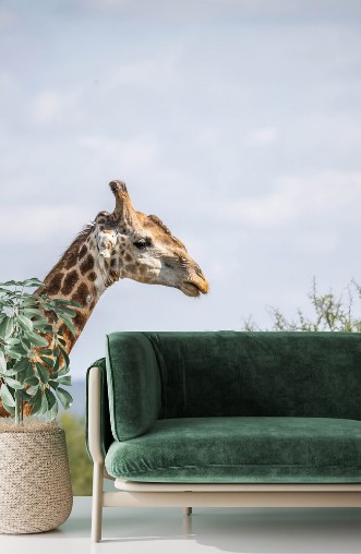 Picture of Close up of a Giraffe in the Kruger