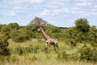 Bild vun Giraffe