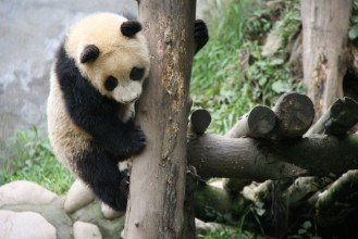 Bild von Giant panda