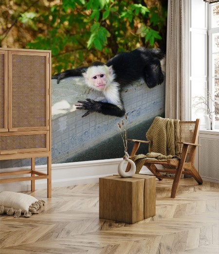 Picture of Monkey Town