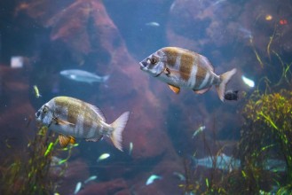 Εικόνα της Fish in aquarium with illumination