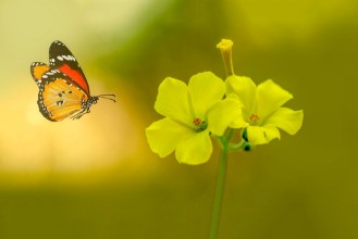 Picture of Closeup  beautiful butterfly   flower in the garden