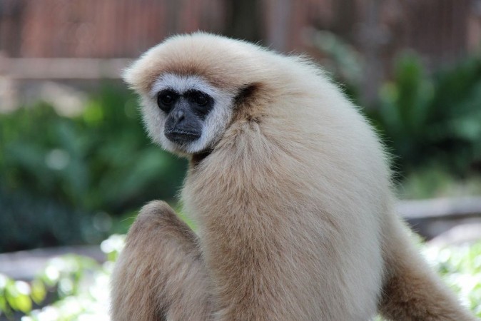 Picture of Gibbon