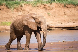 Picture of Elephant family on the banks of a river in the middle of the National Park