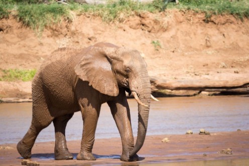 Picture of Elephant family on the banks of a river in the middle of the National Park