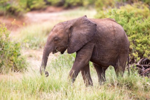 Afbeeldingen van Elephants walk among the trees and shrubs