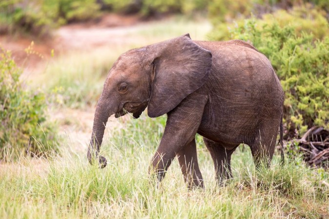 Afbeeldingen van Elephants walk among the trees and shrubs