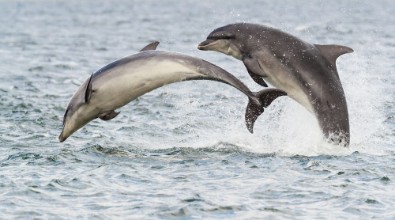 Afbeeldingen van Dolphins in the north